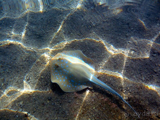 фото Jaz Fanara Resort 