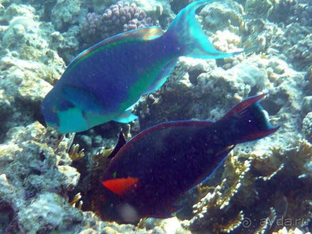 Iberotel Club Fanara - Море