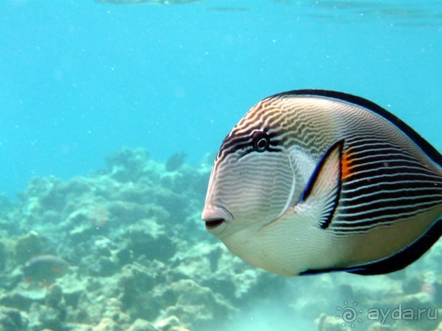 Iberotel Club Fanara - Море