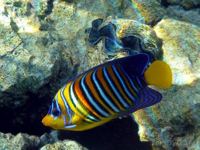 Iberotel Club Fanara - Море