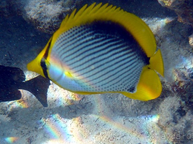 Iberotel Club Fanara - Море