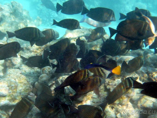 Iberotel Club Fanara - Море