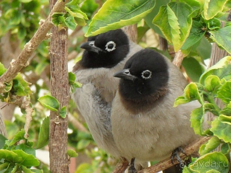 Таба - не табу