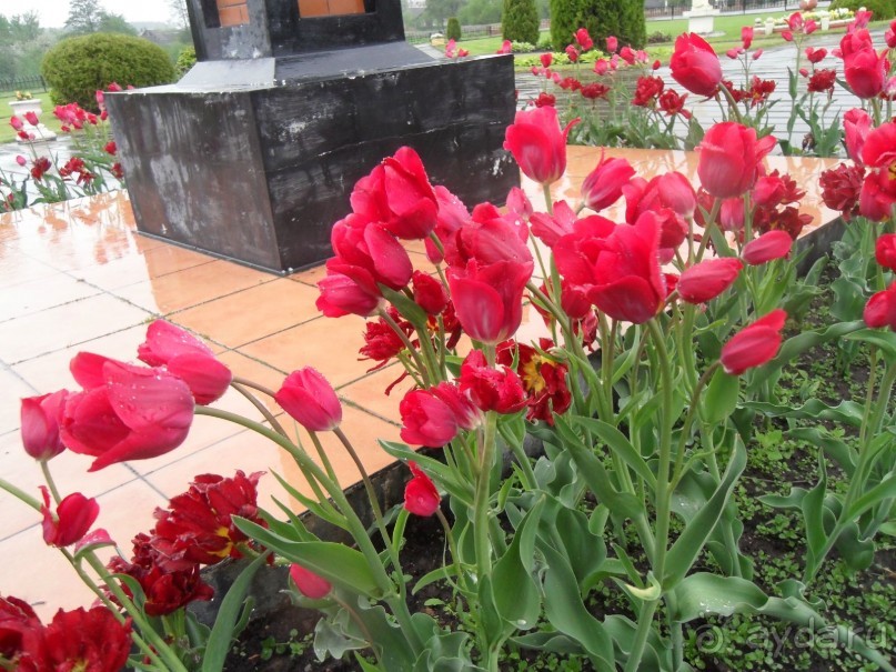 Белая Русь на Нарочи