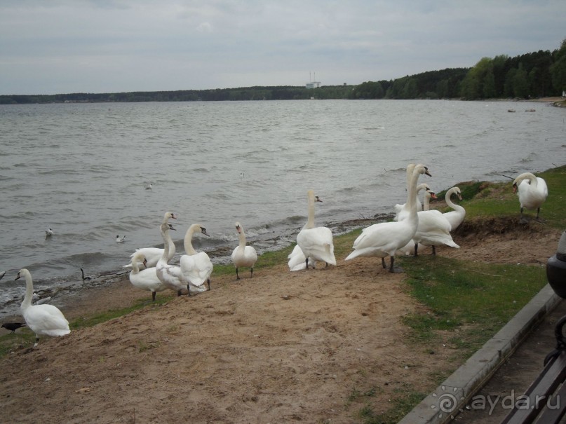 Белая Русь на Нарочи