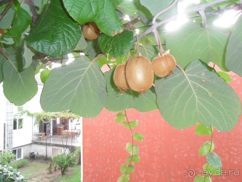 На вилле в Рафайловичах