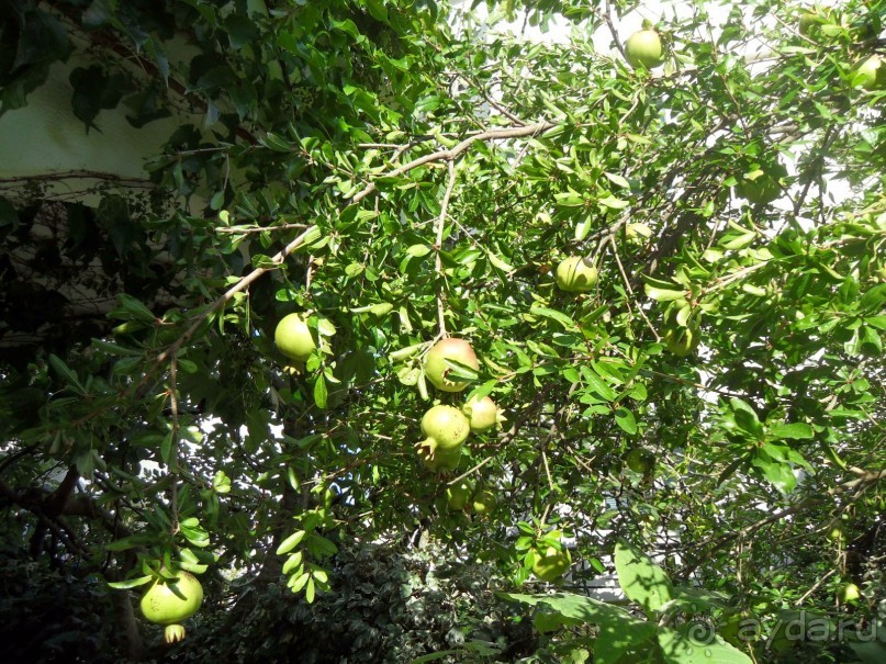 На вилле в Рафайловичах