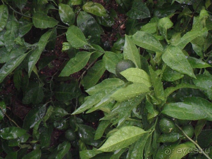 На вилле в Рафайловичах