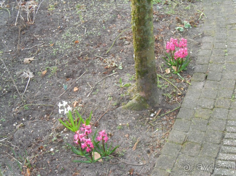 В Нидерландской глубинке