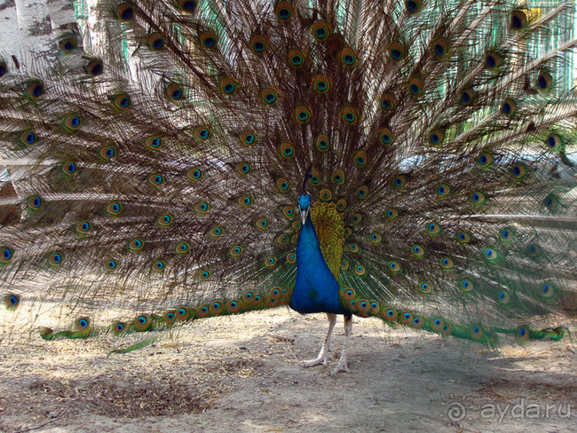 Авто путешествие в Сургут на басике!