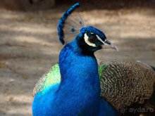 Авто путешествие в Сургут на басике!