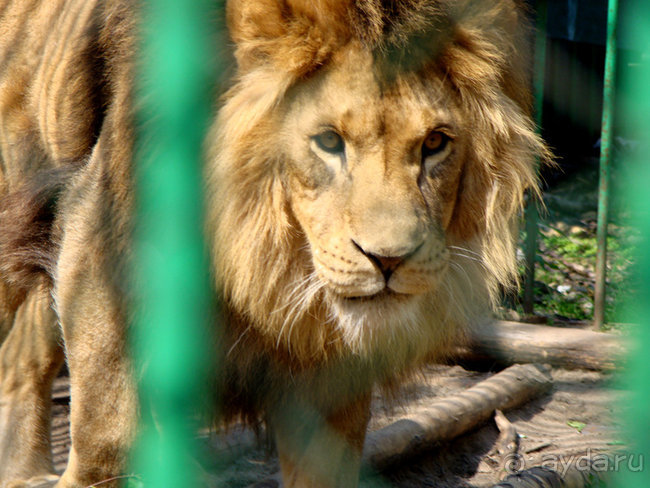 Авто путешествие в Сургут на басике!