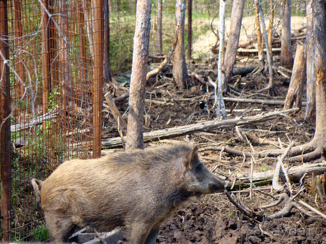 Авто путешествие в Сургут на басике!