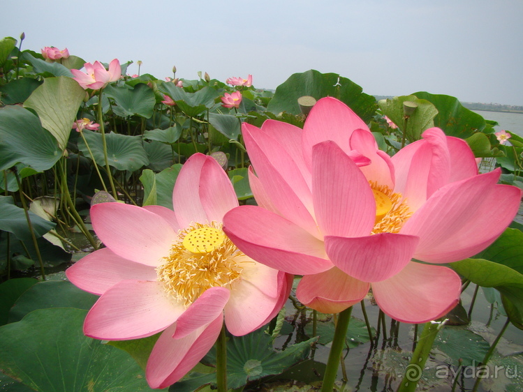 Хождение на два моря.