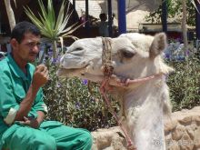 Альбом отзыва "Собираетесь в Египет? - Решать вам!"