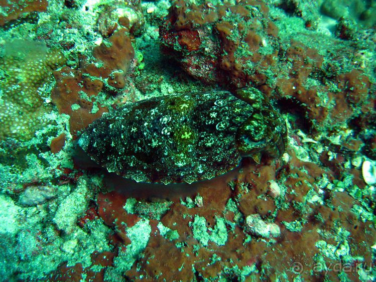 Альбом отзыва "Вас манят приключения и романтика? Нам по пути!"