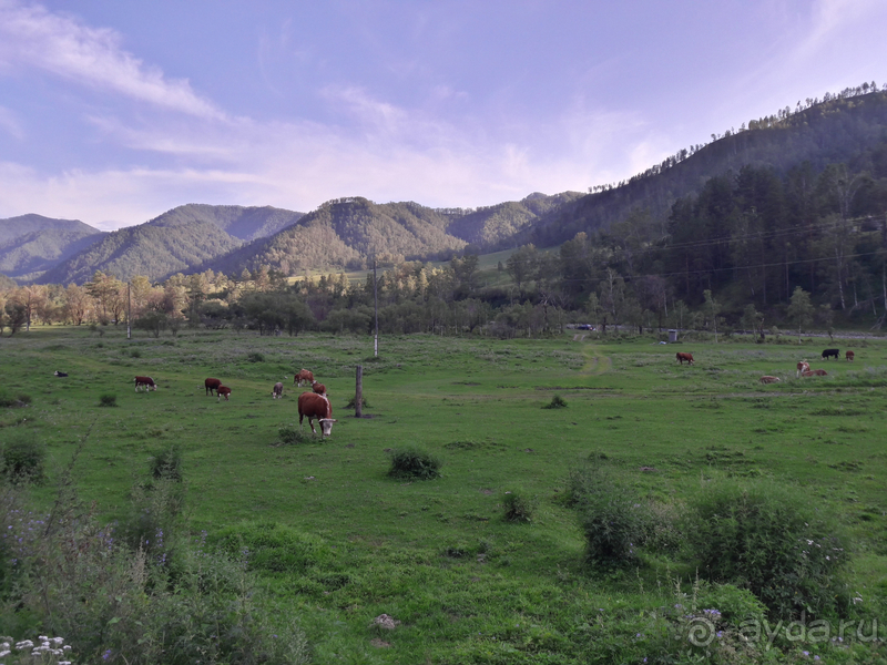 Скифский Алтай.