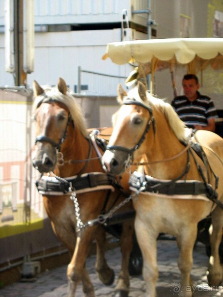 Дрезден и саксы. Цвингер. 