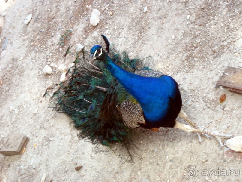 Крит(Скандия-Кандия)–место рождения Зевса