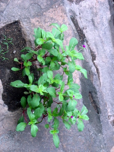 Великолепный Ангкор. Что не расскажут гиды.