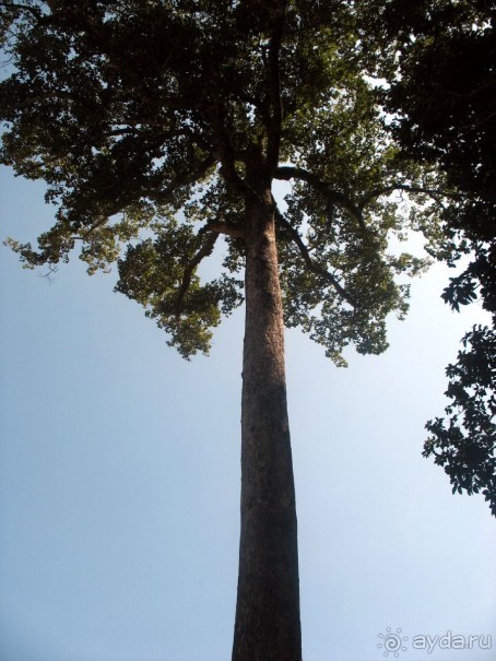 Великолепный Ангкор. Что не расскажут гиды.