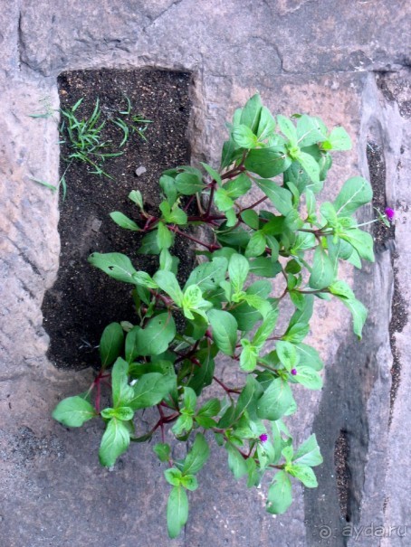 Великолепный Ангкор. Что не расскажут гиды.