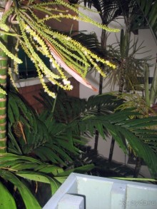 фото Grand Jomtien Palace