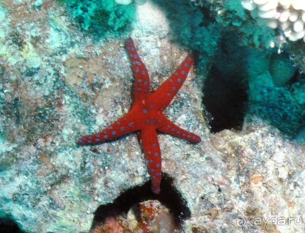 РАЙСКИЙ ОСТРОВ по Египетски