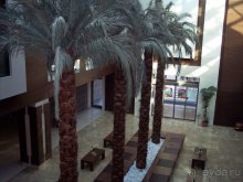 Пальмы напротив ресепшн