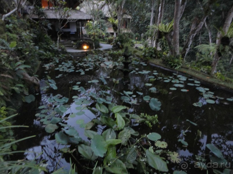 Сказка Киплинга