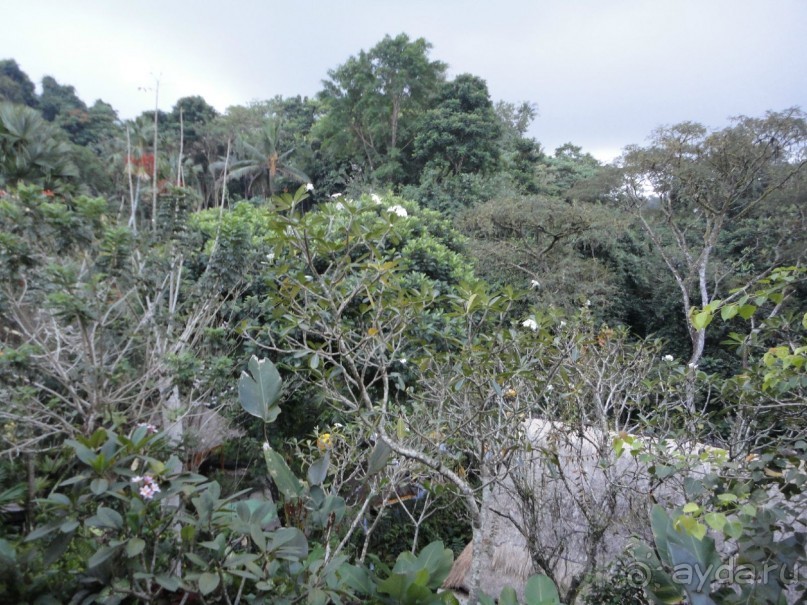 Сказка Киплинга