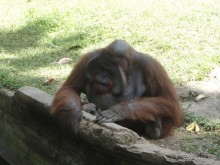 Индонезия изнутри.