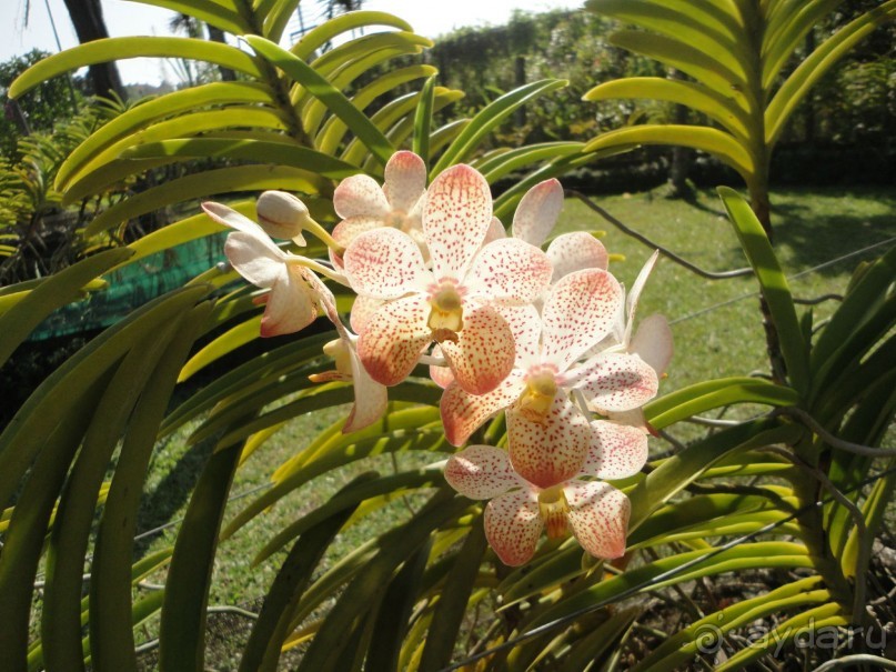 Индонезия изнутри.