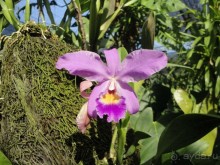 Индонезия изнутри.