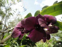 Индонезия изнутри.