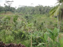 Индонезия изнутри.