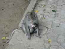 Индонезия изнутри.