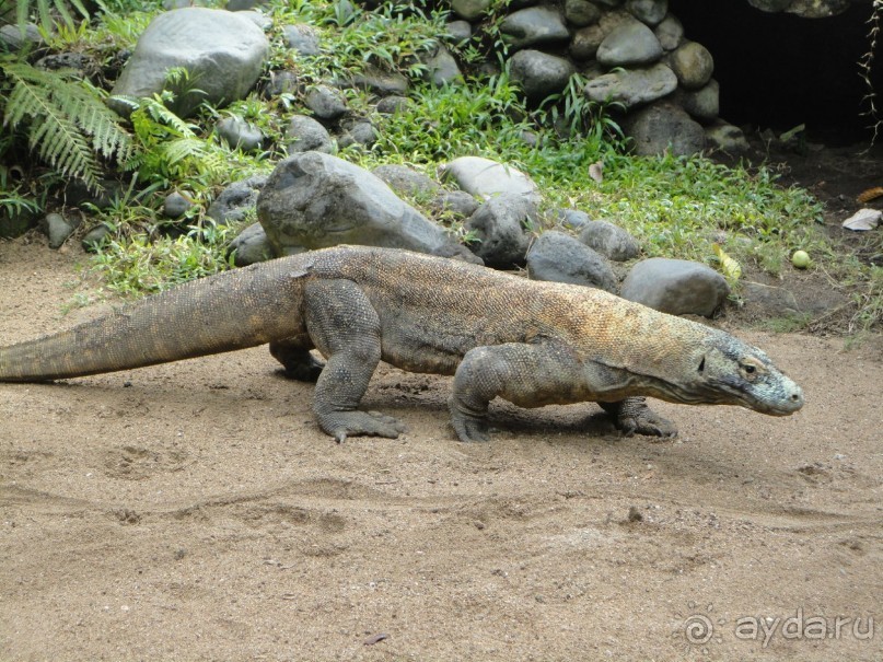 Индонезия изнутри.