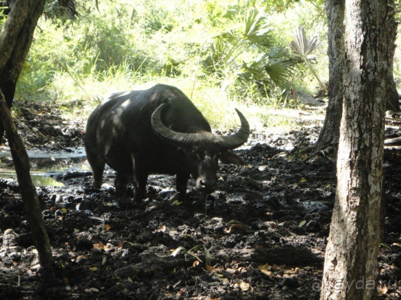 Индонезия изнутри.