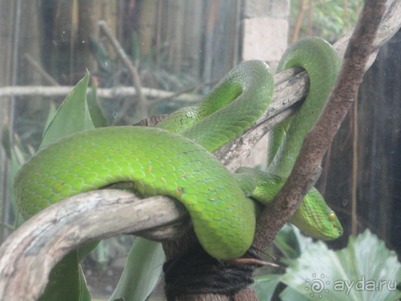 Индонезия изнутри.