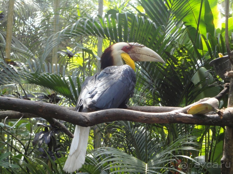 Индонезия изнутри.