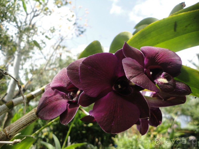 Индонезия изнутри.