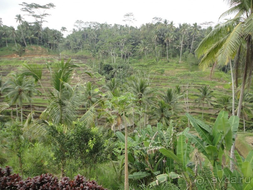 Индонезия изнутри.