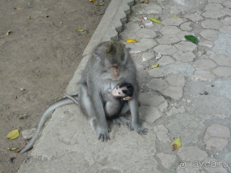 Индонезия изнутри.