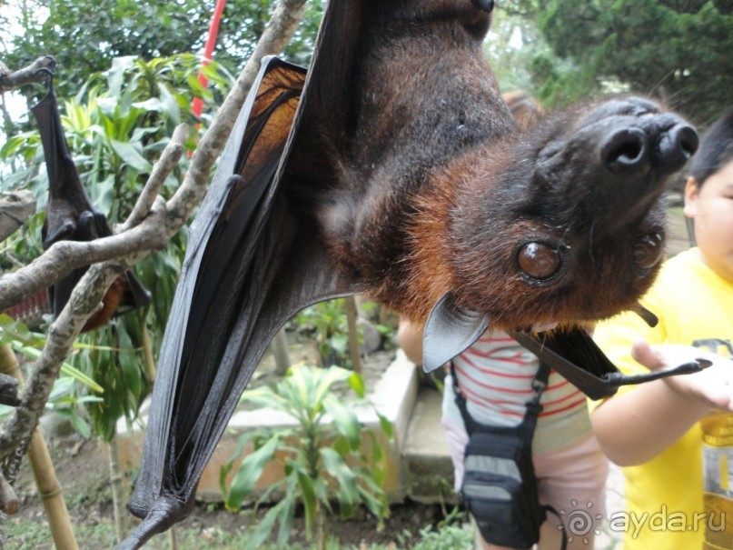 Индонезия изнутри.