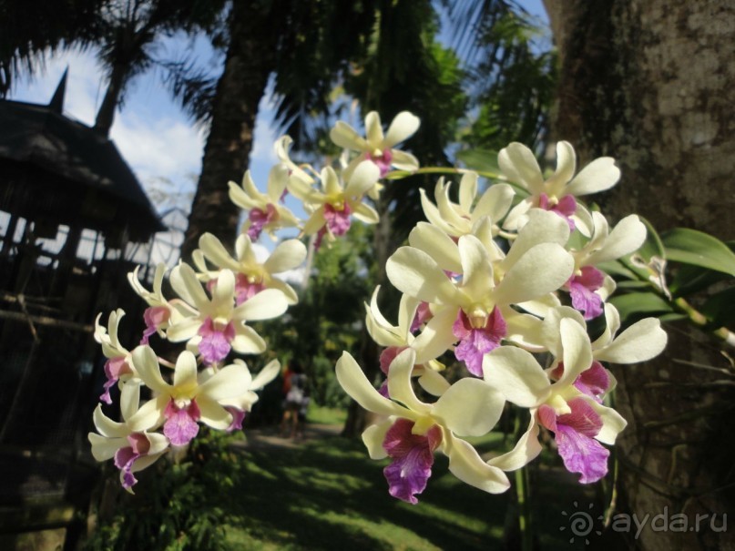 Индонезия изнутри.