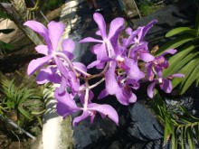 фото Звездный