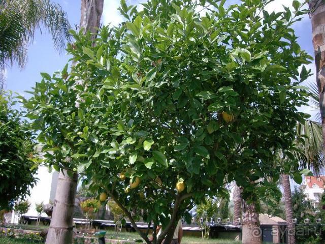 фото Dobedan Beach Resort Comfort