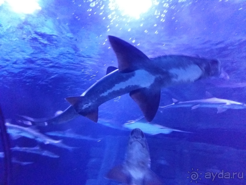 Анталийский аквариум