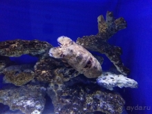 Анталийский аквариум